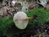 Pluteus plautus image