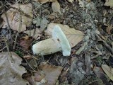 Boletus variipes image