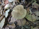 Boletus variipes image