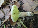Boletus variipes image