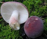 Russula mariae image