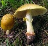 Amanita flavorubens image
