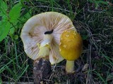 Amanita flavorubens image