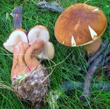 Tylopilus ferrugineus image