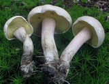 Caloboletus inedulis image