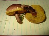 Boletus innixus image