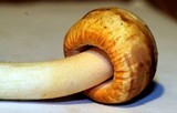 Amanita roseitincta image