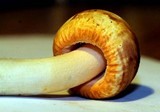 Amanita roseitincta image