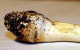 Amanita roseitincta image
