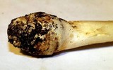 Amanita roseitincta image