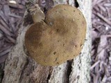 Boletinellus merulioides image