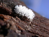 Ceratiomyxa fruticulosa var. fruticulosa image