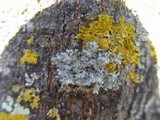 Physcia tenella ssp. tenella image