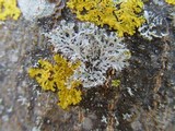 Physcia tenella ssp. tenella image