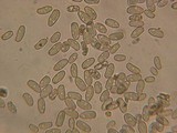 Inocybe lacera image