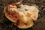 Ganoderma polychromum image