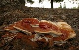 Ganoderma polychromum image