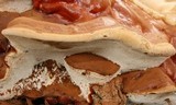 Ganoderma polychromum image