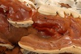 Ganoderma polychromum image