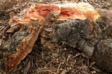 Ganoderma polychromum image