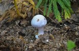 Cortinarius alboviolaceus image