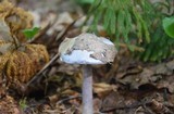 Cortinarius alboviolaceus image