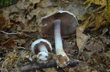 Cortinarius alboviolaceus image