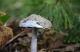 Cortinarius alboviolaceus image