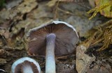 Cortinarius alboviolaceus image