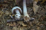 Cortinarius alboviolaceus image