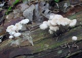 Marasmiellus praeacutus image