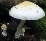 Amanita albocreata image