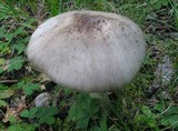 Amanita submaculata image
