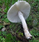 Amanita submaculata image