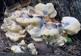Meripilus sumstinei image