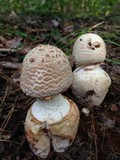 Amanita daucipes image