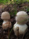 Amanita daucipes image