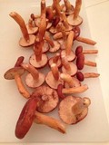 Lactarius volemus image