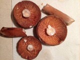 Lactarius corrugis image