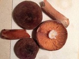 Lactarius corrugis image
