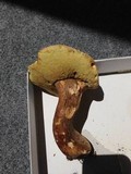 Boletus variipes var. fagicola image