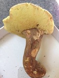 Boletus variipes var. fagicola image