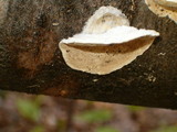 Trametes hirsuta image