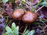 Cortinarius vernus image