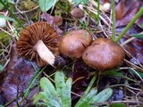 Cortinarius vernus image