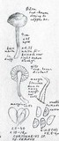 Cortinarius vernus image