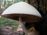 Volvariella bombycina image