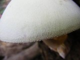 Volvariella bombycina image