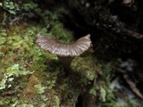 Arrhenia epichysium image