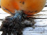 Caloscypha fulgens image